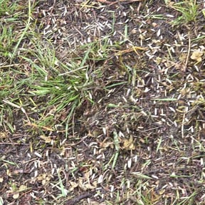 Lawn Seeding by Kiki's lawn care reviewed on July 8, 2022