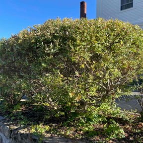 Bush Trimming by D&amp;k Taylor lawn care reviewed on July 11, 2022