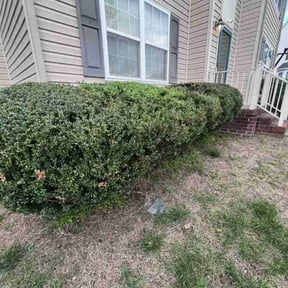 Bush Trimming by Tae's Next Level LLC reviewed on June 21, 2022