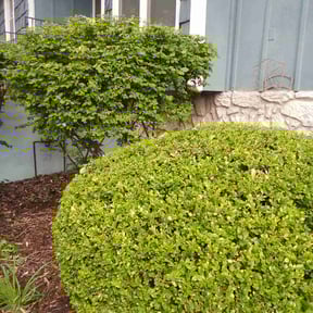 Bush Trimming by Groves Lawn Care reviewed on July 10, 2022