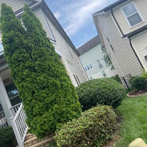 Bush Trimming by Johny lawn care reviewed on April 1, 2022