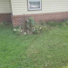 Bush Trimming by Js Lawn Care reviewed on August 22, 2024