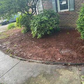 Leaf Removal by TruGreen LawnCare reviewed on August 17, 2024