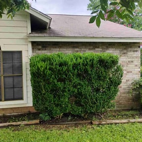 Bush Trimming by Daniel's lawn care service LLC reviewed on June 30, 2022