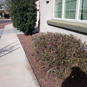 Bush Trimming by Dream Lawns reviewed on June 18, 2025