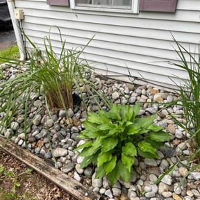 Flower Bed Weeding by J&j lawn care reviewed on July 19, 2022