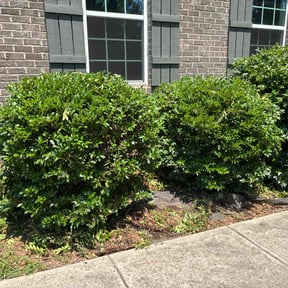 Bush Trimming by Royal Scenery LLC reviewed on July 18, 2022