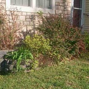 Bush Trimming by JA Performance Outdoor Services reviewed on December 7, 2024