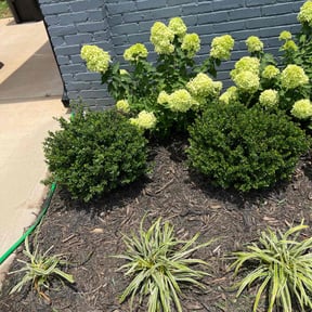 Flower Bed Weeding by Cornerstone landscape & design reviewed on October 13, 2022