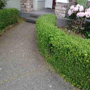 Bush Trimming by Nates Lawn Service reviewed on July 20, 2022