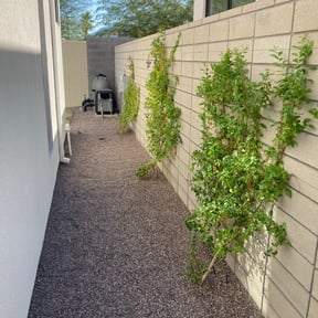 Bush Trimming by The leaf village reviewed on May 23, 2025