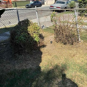 Bush Trimming by Forever Green FG LLC reviewed on May 16, 2025