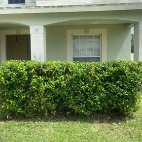 Bush Trimming by Mcqueens lawn care reviewed on August 8, 2022