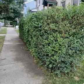 Bush Trimming by E & J Lawnz reviewed on January 4, 2022