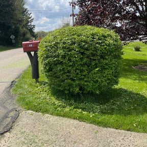 Bush Trimming by Mts mowing and tree service reviewed on May 6, 2022
