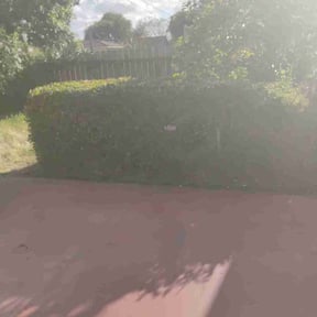 Bush Trimming by Medina's maintenance reviewed on July 15, 2022