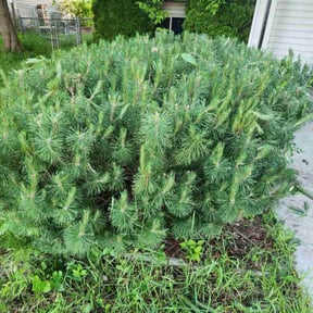 Bush Trimming by Advanced Home & Lawn Care LLC reviewed on June 29, 2022