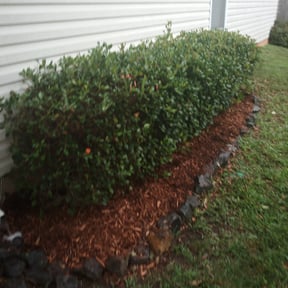Mulching by Schuetz Landscaping Services reviewed on June 13, 2022