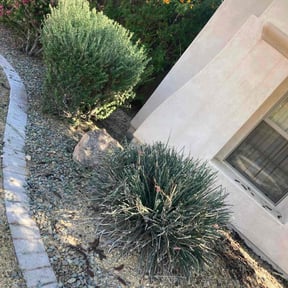 Bush Trimming by Father and son handyman reviewed on October 27, 2020