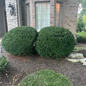 Bush Trimming by S & G Landscaping, Inc. reviewed on December 9, 2024