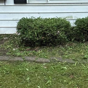 Bush Trimming by Cris Landscaping reviewed on June 23, 2025