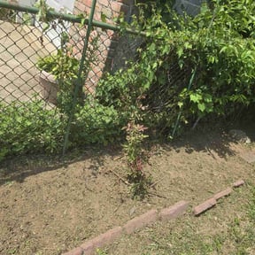 Flower Bed Weeding by GREEN Grass landscaping reviewed on June 3, 2025