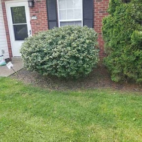 Bush Trimming by Lightening Kutz reviewed on April 26, 2025