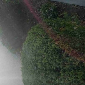 Bush Trimming by Title Landscaping reviewed on June 17, 2020