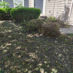 Bush Trimming by Clean Cut Lawn Service reviewed on July 20, 2022