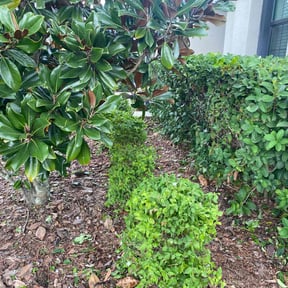 Bush Trimming by Jay Landscaping reviewed on May 11, 2022