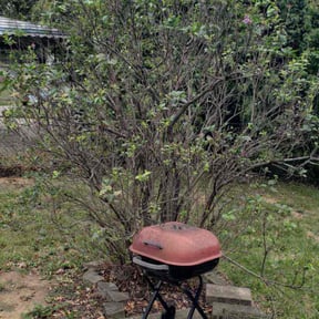 Bush Trimming by Man & Mower reviewed on July 9, 2020