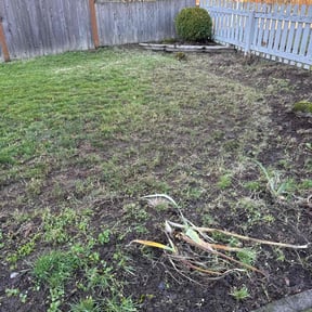 Leaf Removal by God&#039;s Gift Lawn maintenance reviewed on July 21, 2022