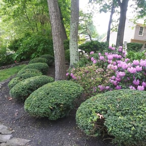 Landscaping by American Dream Lawn and Services reviewed on May 17, 2022