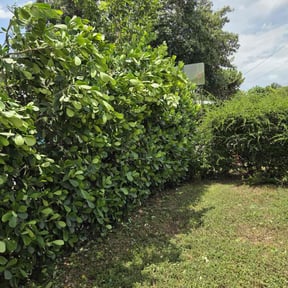 Weeding by Greenview Lawn Solutions llc reviewed on June 24, 2025