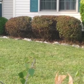 Bush Trimming by REAMSLAWNCARE LLC reviewed on June 30, 2022