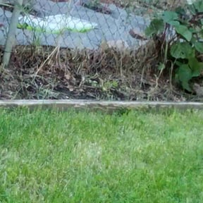 Flower Bed Weeding by Cris Cooper reviewed on June 13, 2022