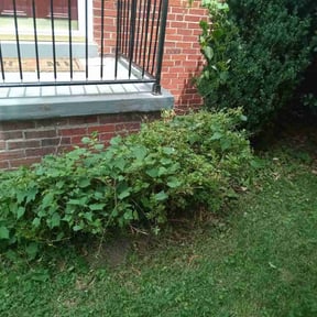 Bush Trimming by TruGreen LawnCare reviewed on June 28, 2025