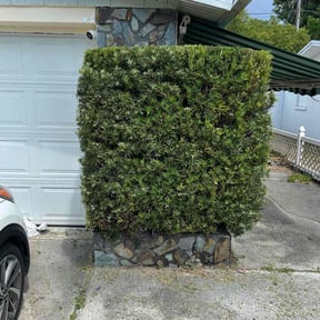 Bush Trimming by AG lawn service reviewed on October 4, 2022