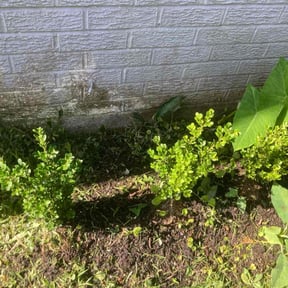 Weeding by LSLTAustin/SanAntonioEmerald reviewed on March 21, 2024