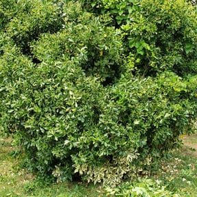 Bush Trimming by AP Landscapers reviewed on October 24, 2024