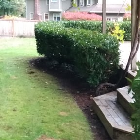 Bush Trimming by Mca mowing and lawn maintenance LLC reviewed on June 9, 2022