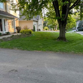 Leaf Removal by Lazy Palms Service's reviewed on April 21, 2022