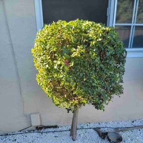 Bush Trimming by Sbm reviewed on June 3, 2025