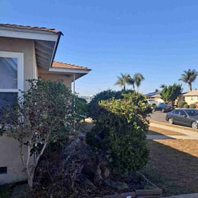 Bush Trimming by Noel landscaping reviewed on June 11, 2022