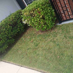 Weeding by D.L.C / Daughtery Lawn Care reviewed on October 14, 2022