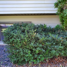 Bush Trimming by Jose Martinez landscape services reviewed on August 5, 2022