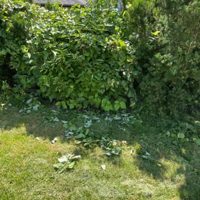 Bush Trimming by Prizel Lawn Service reviewed on November 3, 2022