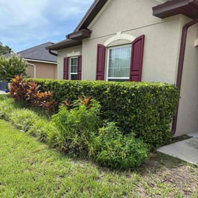 Bush Trimming by DLAWN SERVICE LLC reviewed on February 22, 2025