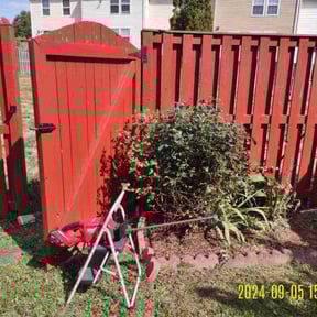 Bush Trimming by Marks landscaping and home services reviewed on June 8, 2022