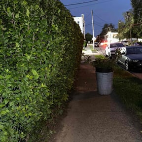 Bush Trimming by Cari lawn care reviewed on December 1, 2021